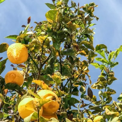 Murcian lemon tree